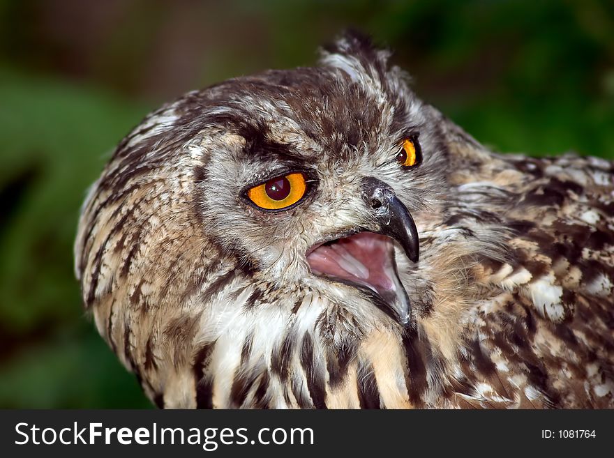 Screaming owl close-up. Screaming owl close-up