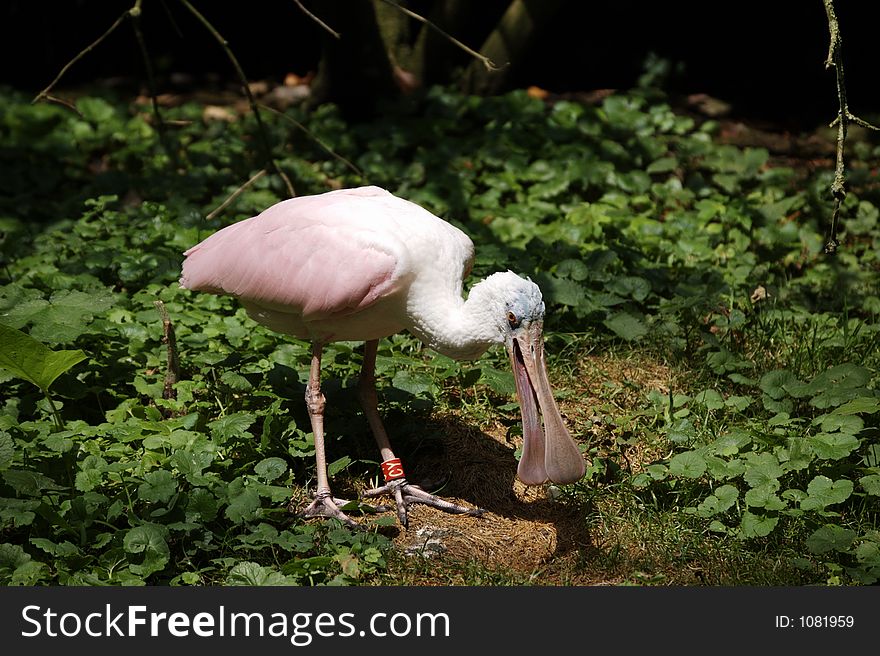 Photo of a pink bird taken in teh Paradisio Park in Belgium