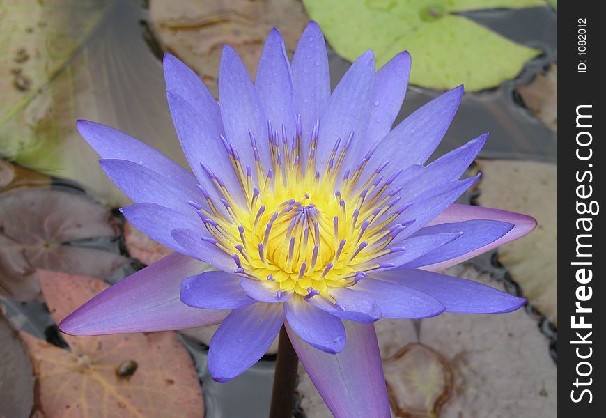 Purple Water Lily in tropical pond