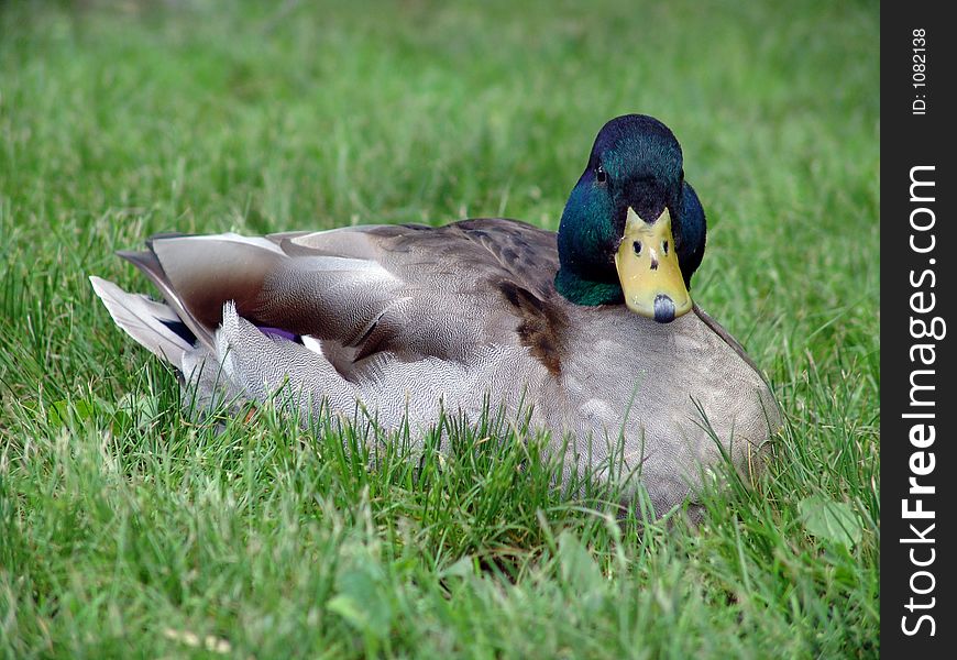 Mallard duck looking directly at viewer. Mallard duck looking directly at viewer