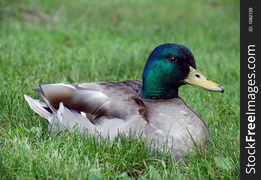 Mallard duck resting in the grass. Mallard duck resting in the grass