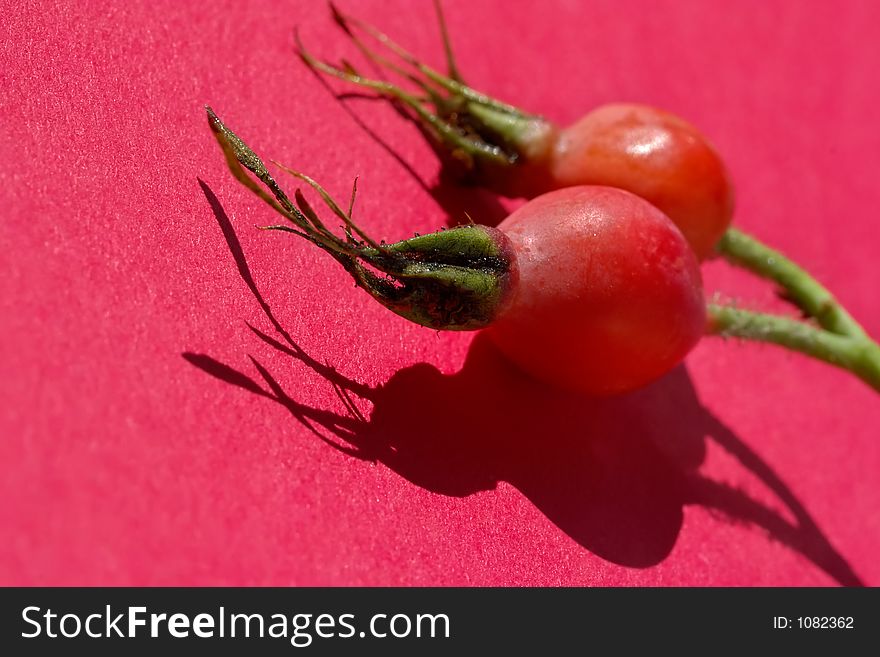 Bright berries of a dogrose-very useful source of vitamins