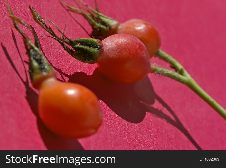 Bright berries of a dogrose-very useful source of vitamins