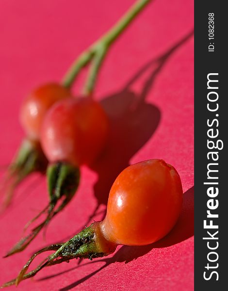 Bright berries of a dogrose-very useful source of vitamins