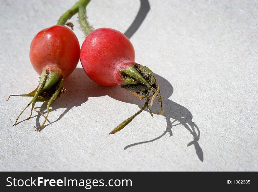 Berries of a dogrose