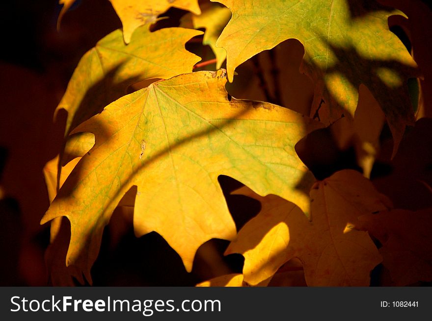 A yellow leaf with leave in the back ground.