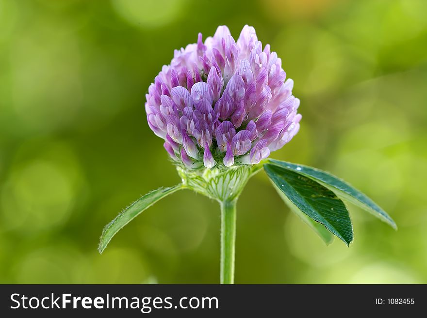 Floral background-clover in drops of dew