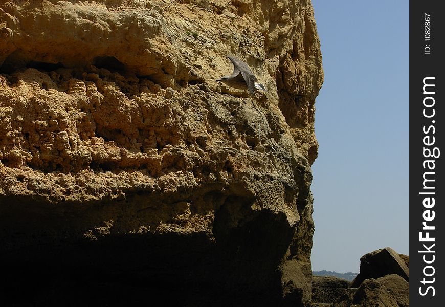 Gull and rocks I