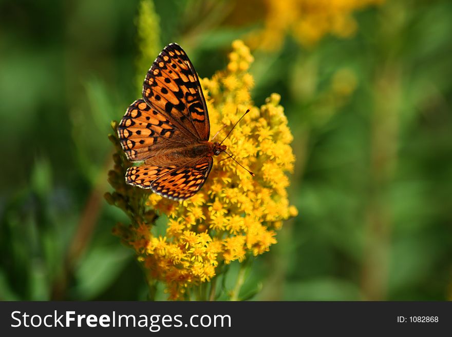 Butterfly On Wildflower