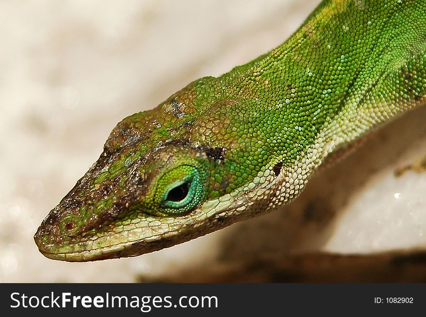 Headshot of green anole lizard
