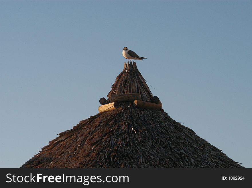 Seagull sitting on the roof of a hut. Seagull sitting on the roof of a hut