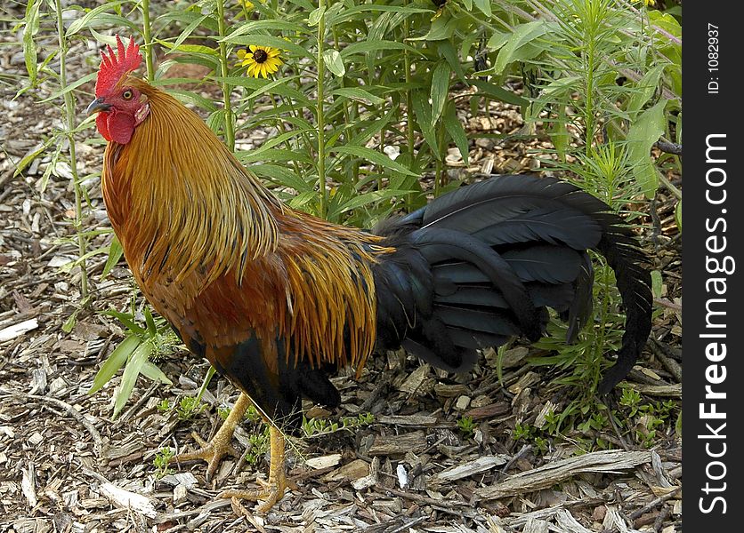 Rooster in Early Morning Sun