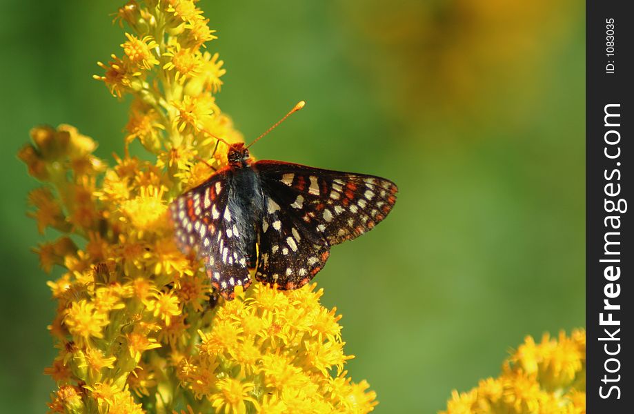Butterfly On Wildflower 4