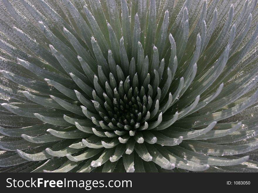 The silversword can only be found at the top of Haleakala Crater on Maui. It's very beautiful and reminds me of a blooming onion :)
