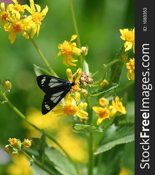 Butterfly On Wildflower, Idaho Forest. Butterfly On Wildflower, Idaho Forest