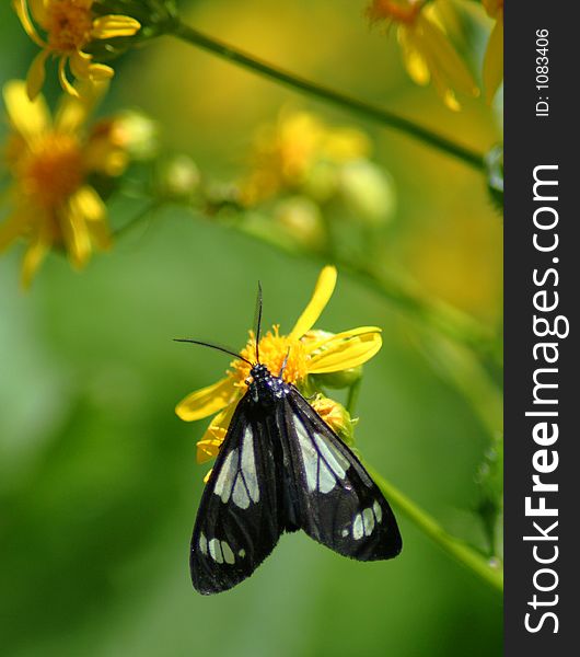 Butterfly On Wildflower, Idaho Forest. Butterfly On Wildflower, Idaho Forest