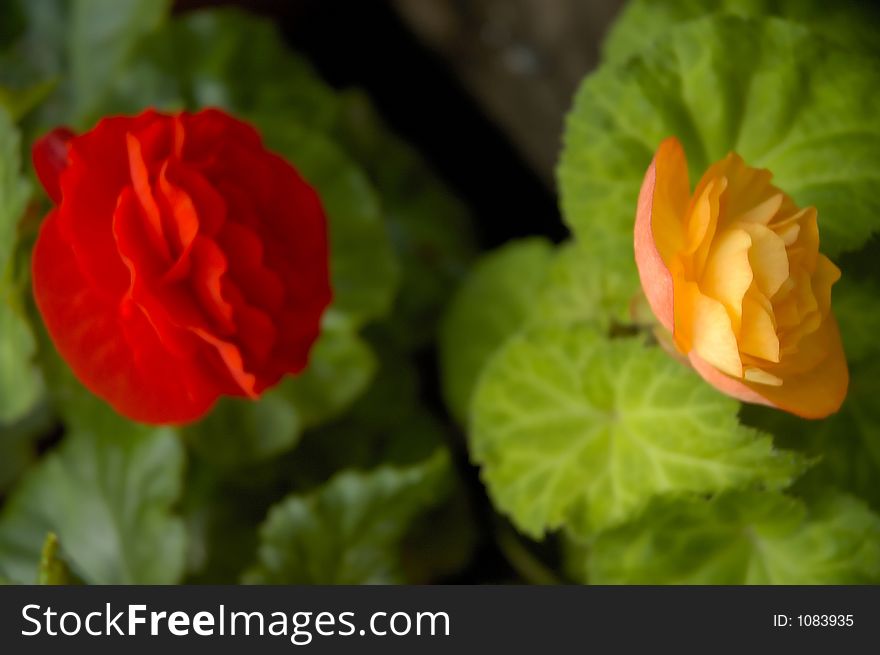 Flowers In The Garden