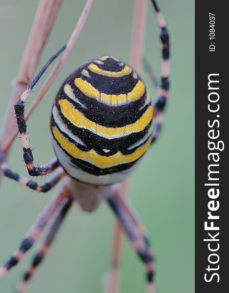 Live adult male female Argiope' spider photographed at Chambery - France. Live adult male female Argiope' spider photographed at Chambery - France