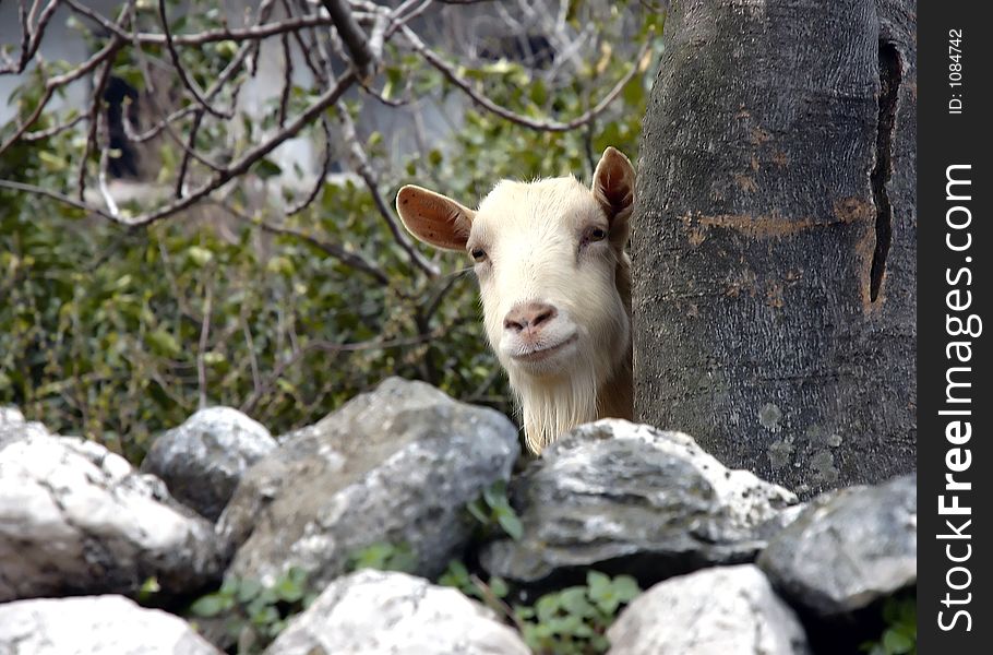 Goats is hiding behind the rocks. Goats is hiding behind the rocks