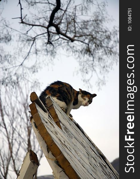 Cat On The Top