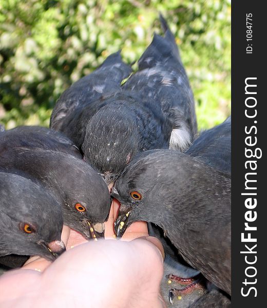 Doves eating millet from hand