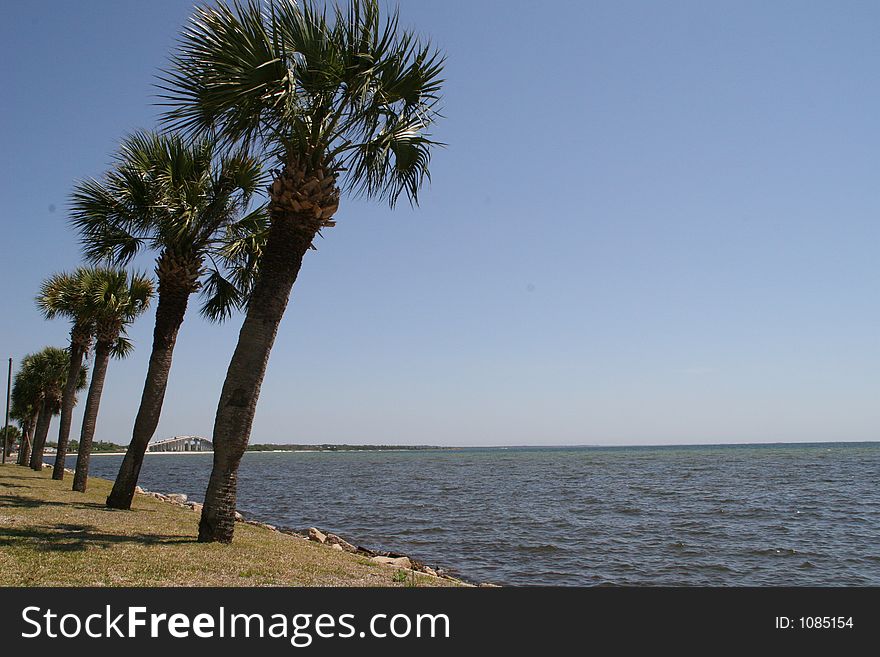 Palm trees on the gulf. Palm trees on the gulf