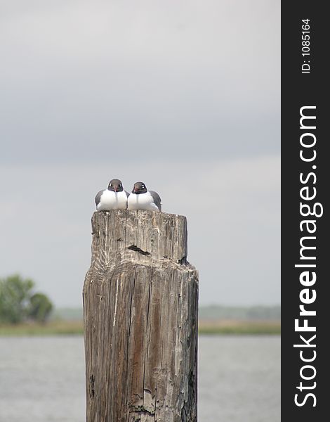 A pair of seagulls sitting on a pier. A pair of seagulls sitting on a pier