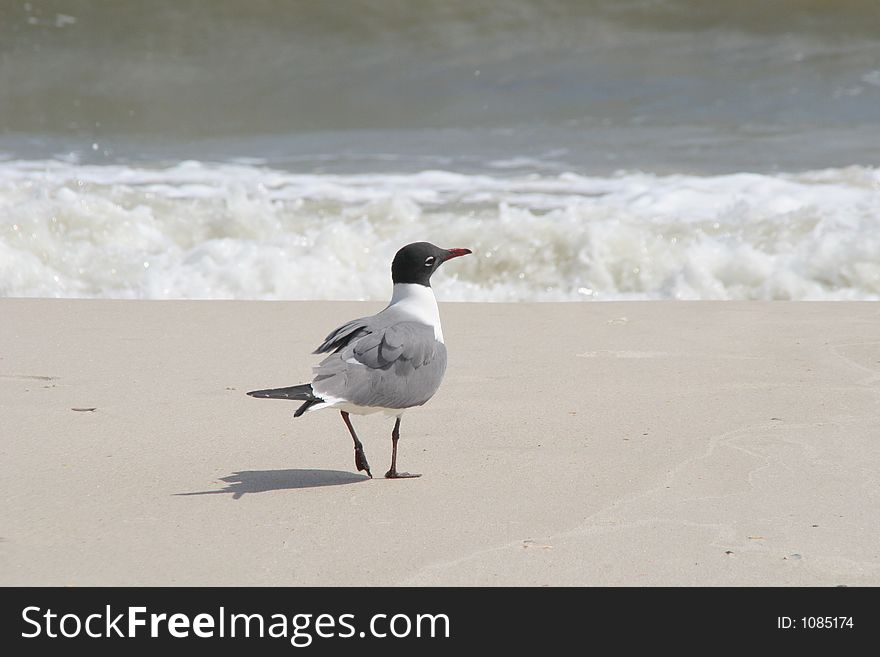 Seagull on the beach