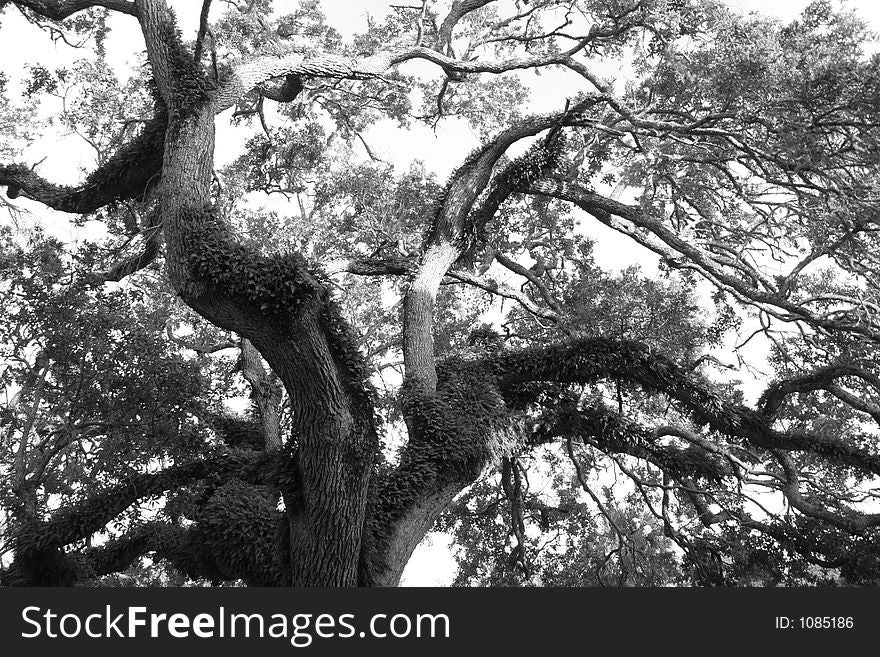 Old Oak Tree with many branches. Old Oak Tree with many branches