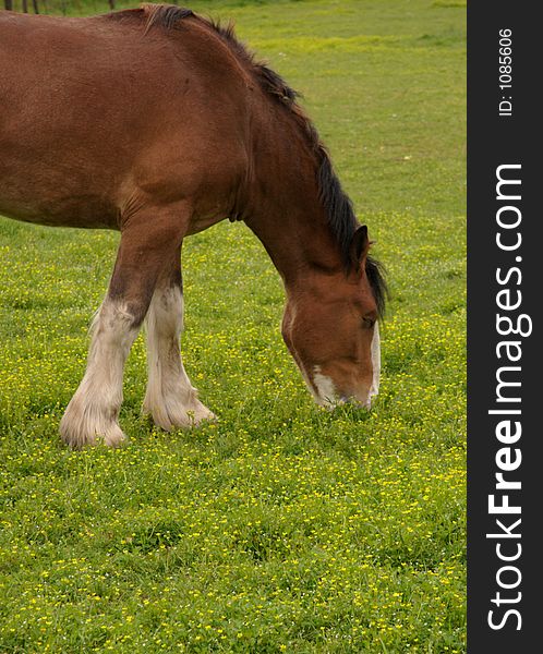 Horse grazing in a pasture