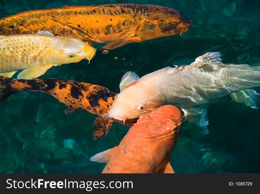 A pod of colorful Japanese Koi Carps.