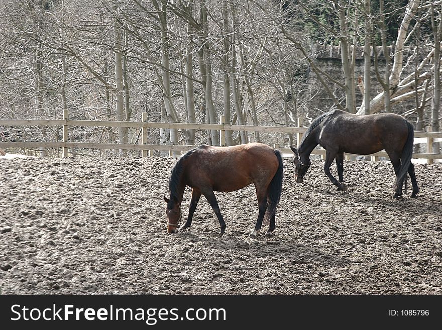 Danish horses on a field in the winter. Danish horses on a field in the winter