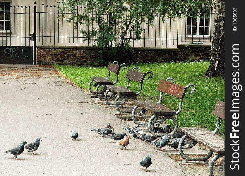 Pigeons in city park, Prague