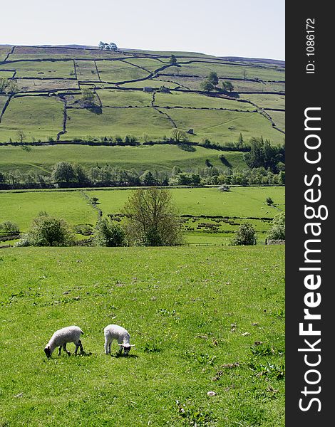 Spring lambs grazing in Swaledale North Yorkshire England. Spring lambs grazing in Swaledale North Yorkshire England.