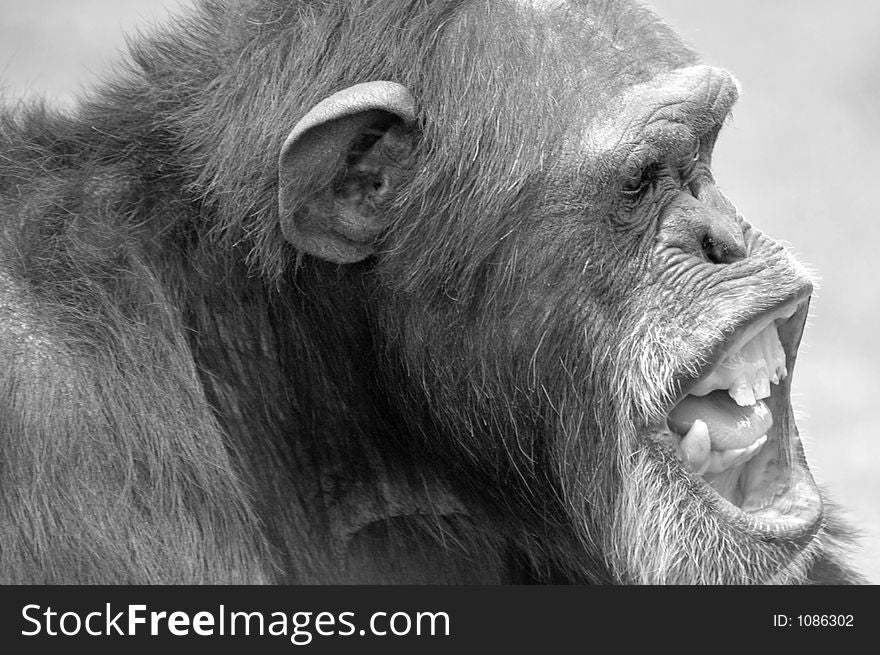 A friendly Chimpanzee face in black and white. A friendly Chimpanzee face in black and white.
