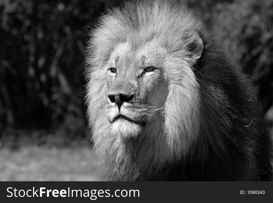 Black and white image of a male lion.