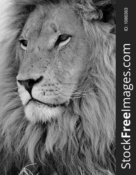 African male lion in black and white. African male lion in black and white.