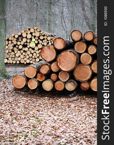 Wood pile closeup on tree trunks. Wood pile closeup on tree trunks