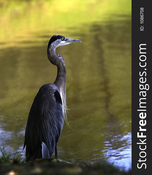 Heron