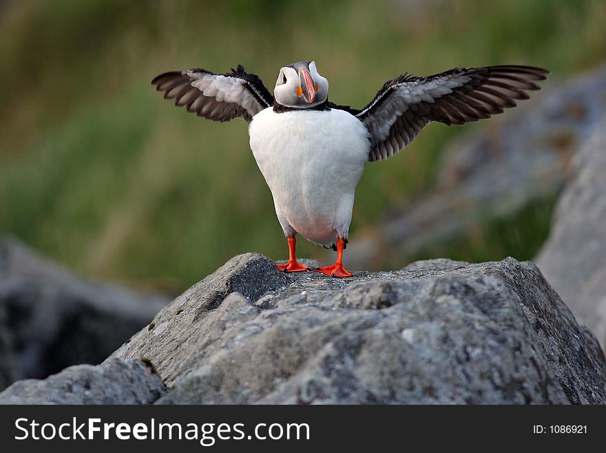 A Norvegian Atlantic Puffin saying: I cought a fish this big!. A Norvegian Atlantic Puffin saying: I cought a fish this big!