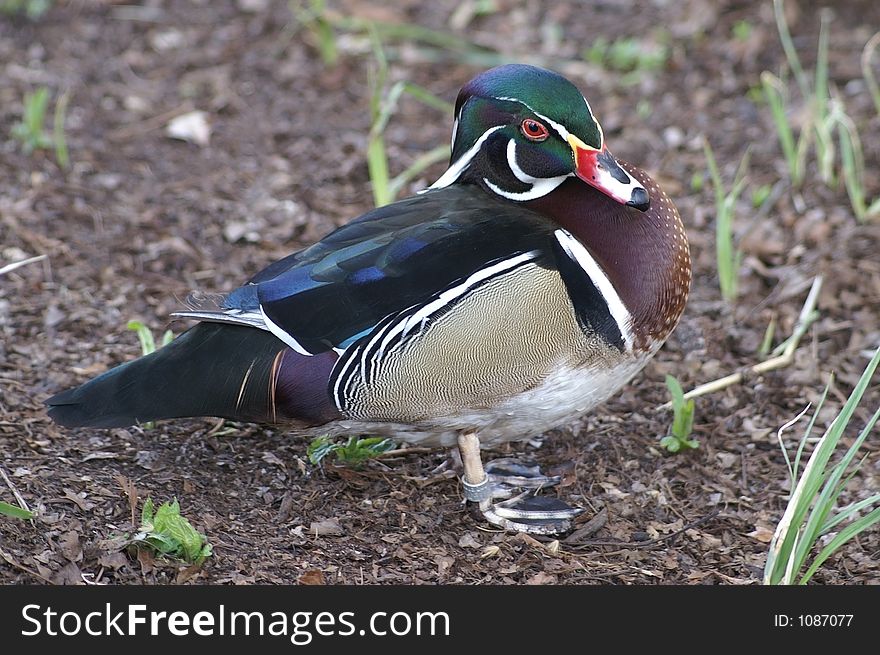 Wood Duck at the St. Louis Zoo