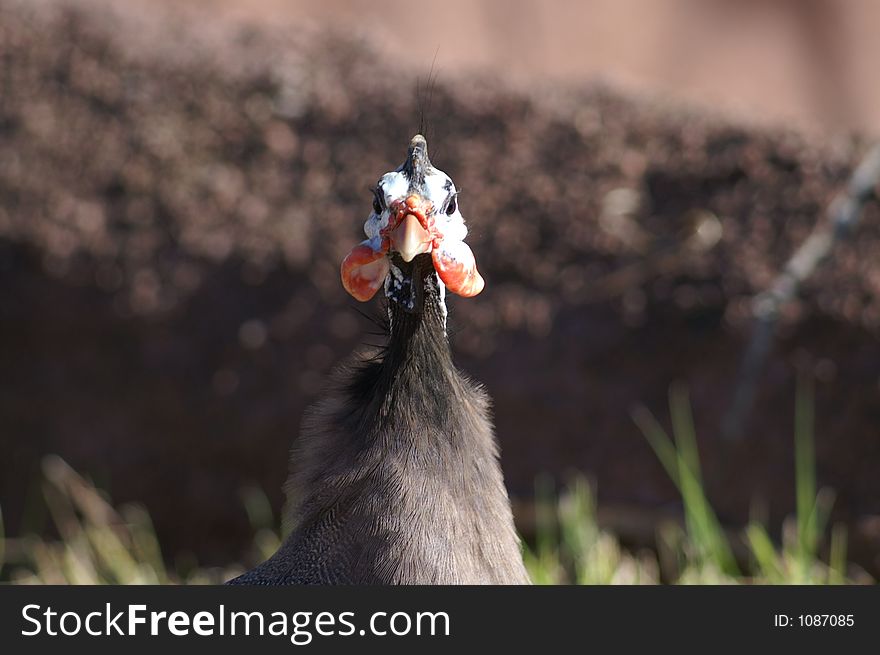 Guinea