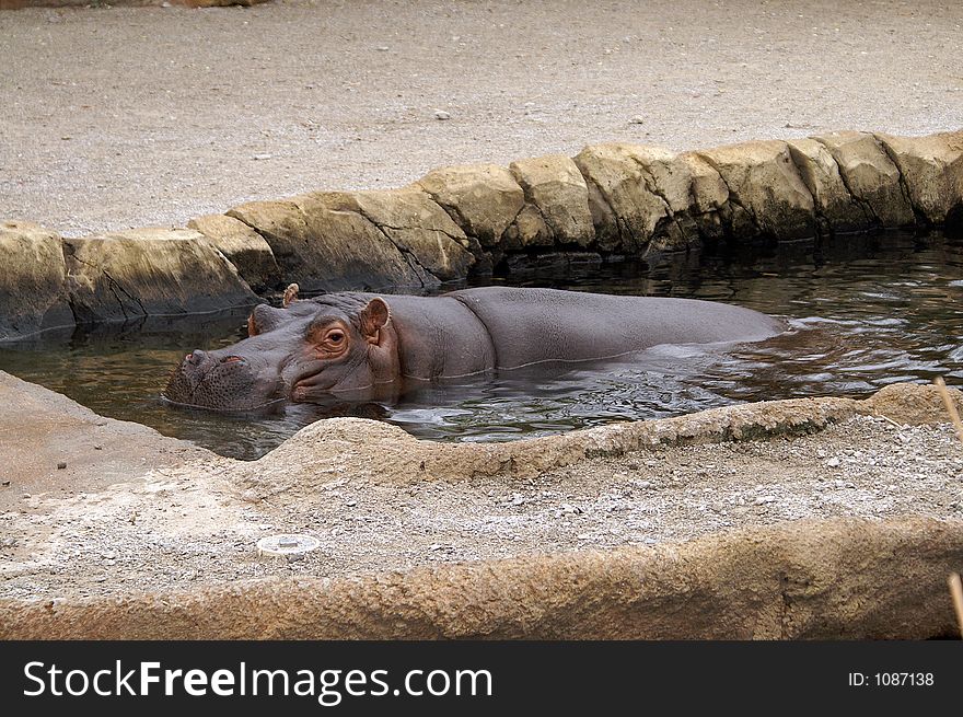 Hippopotamus at the St. Louis Zoo