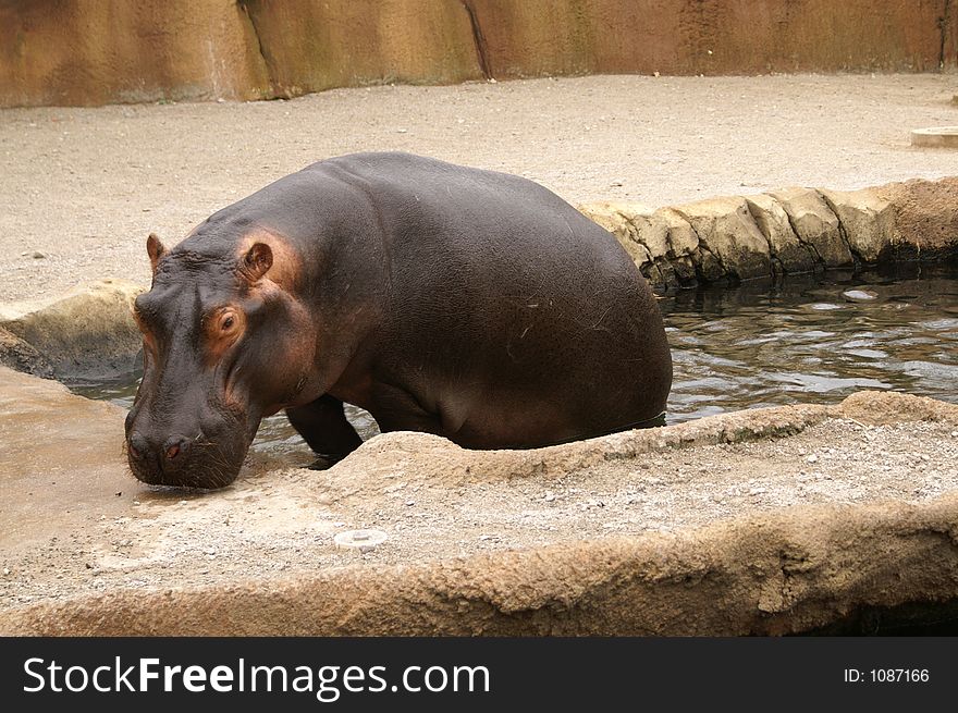 Hippopotamus at the St. Louis Zoo