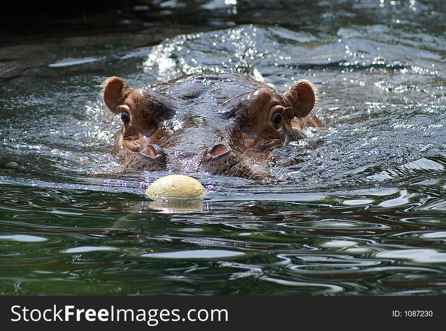 Hippopotamus at the St. Louis Zoo