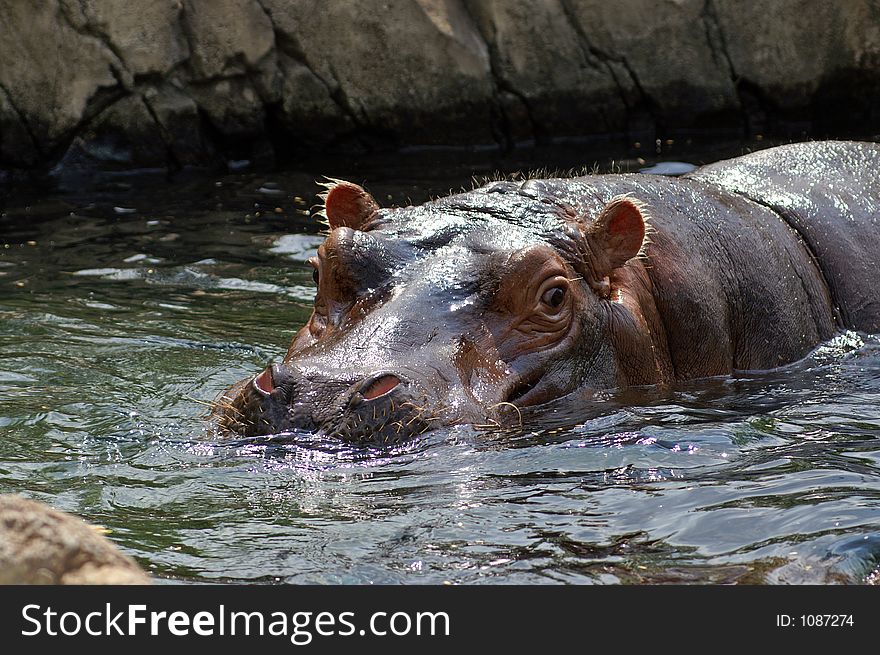 Hippopotamus at the St. Louis Zoo