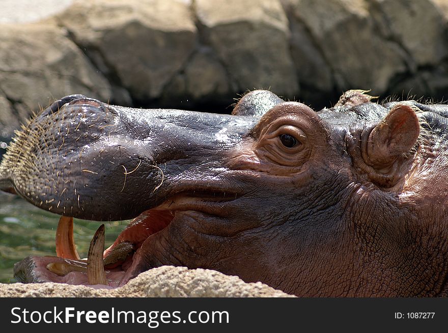 Hippopotamus at the St. Louis Zoo