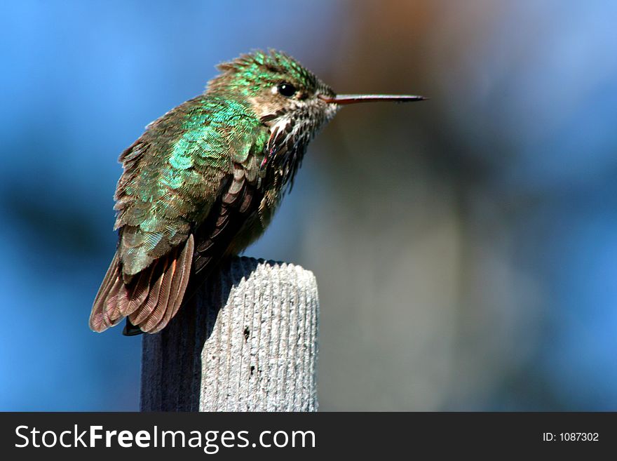 Hummingbird. Hummingbird