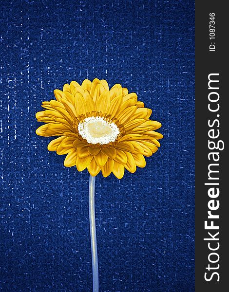 Yellow sunflower against a blue background. Yellow sunflower against a blue background