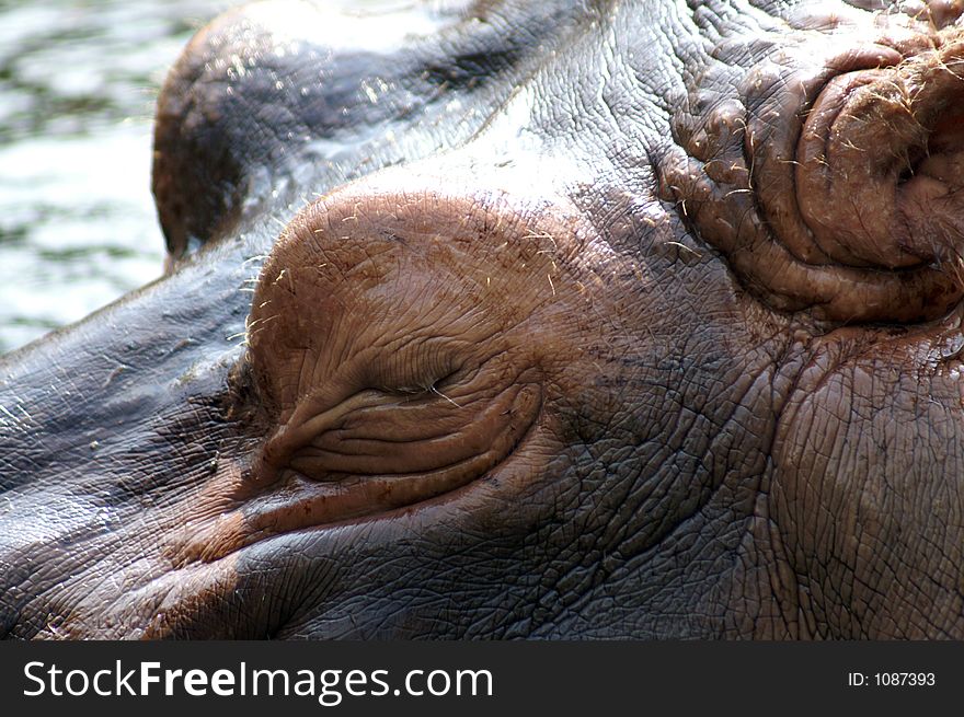 Hippopotamus at the St. Louis Zoo